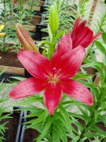 [1686 Laksmi DJ No01.JPG]